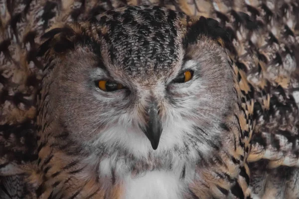 Contempt. Owl with clear eyes and an angry look  is a large pred