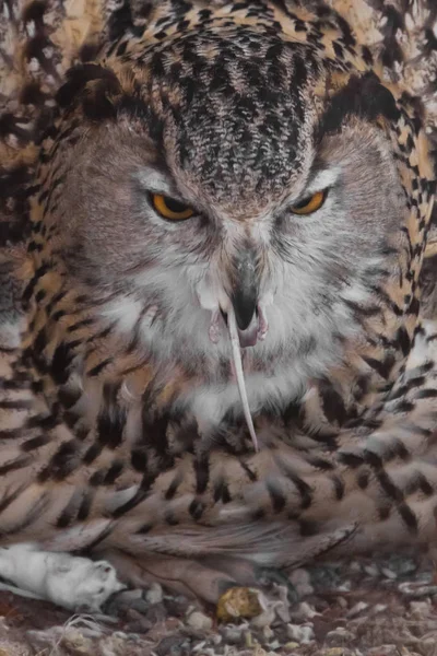 Ένα πεινασμένο θηλυκό αετός κουκουβάγια καταπίνει με ανυπομονησία (καταπίνει, απορροφά) ένα — Φωτογραφία Αρχείου