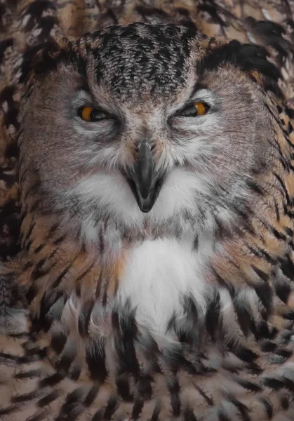 Орел сови зла величезний і дивиться на тебе, що ламає дзьоб — стокове фото