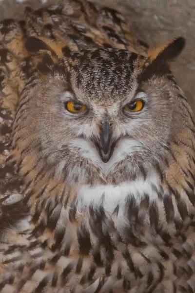 Búho con los ojos claros y una mirada enojada es un gran búho depredador . — Foto de Stock