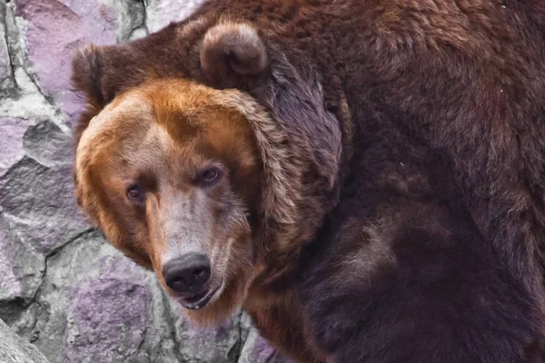 Nézd félig fordult-egy nagy arc. Hatalmas erőteljes barna medve közeli — Stock Fotó