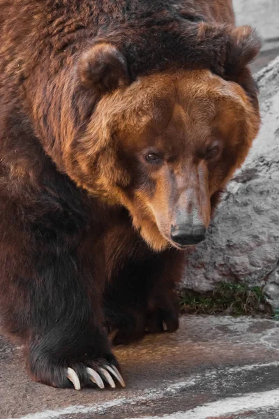 Schnauze weit aufgerissen, riesiger Becher eines Tieres. Mächtig braun — Stockfoto