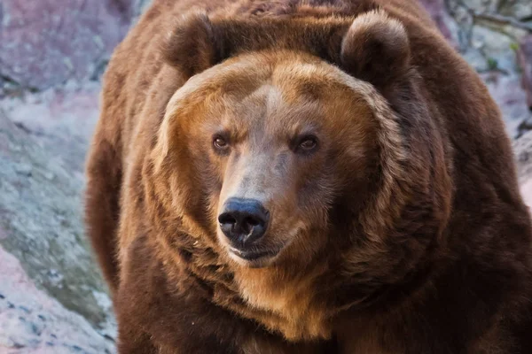 Riesiger mächtiger Braunbär in Nahaufnahme, starkes Tier auf einem steinernen Rücken — Stockfoto