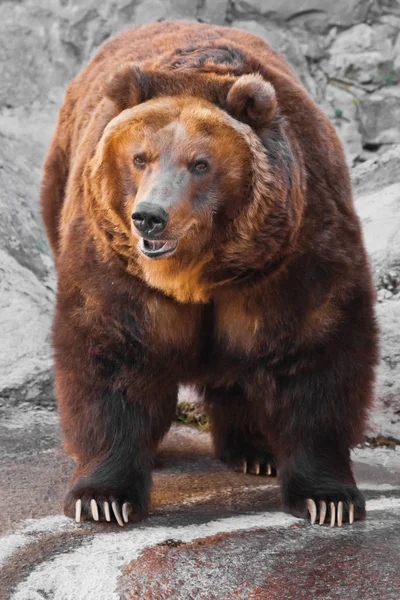 L'orso è interamente, il corpo dell'orso è potente contro t — Foto Stock