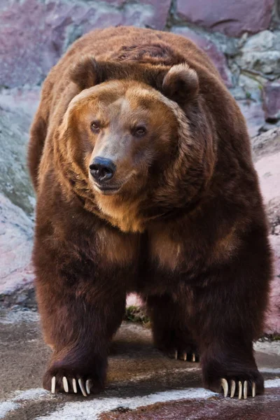 O urso está a ver. Enorme poderoso urso marrom close-up, beas fortes — Fotografia de Stock