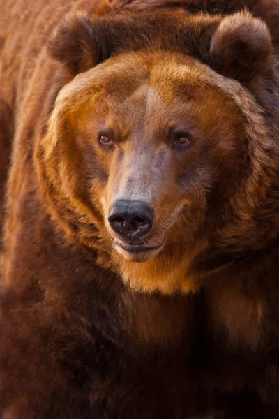 Портрет огромного медведя во всей раме, борода огромная — стоковое фото