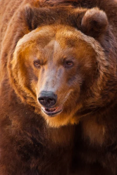 Maulkorb. das Porträt eines riesigen Bären im ganzen Rahmen, das Tier — Stockfoto