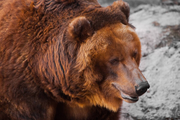 Huge powerful brown bear close-up, strong beast on a stone backg