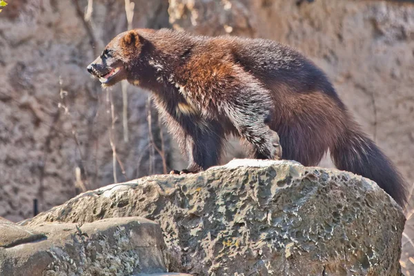 Rozsomák egy vad északi állat egy sziklán. — Stock Fotó