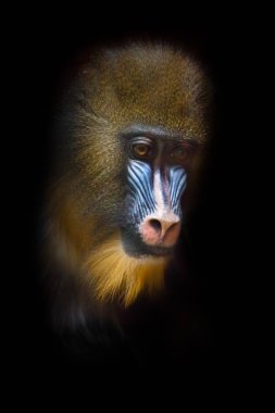 Hüzün gözlerde hüzündür. Bir madril mon'un dalgın yüzü