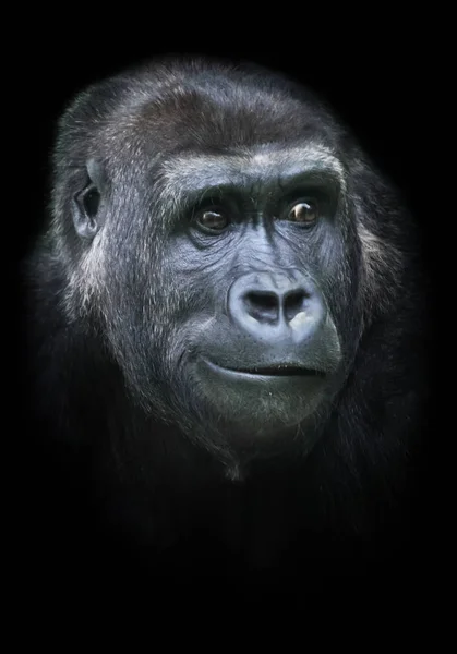 Surpresa incrédula. Retrato de um gorila fêmea Expressivo e — Fotografia de Stock