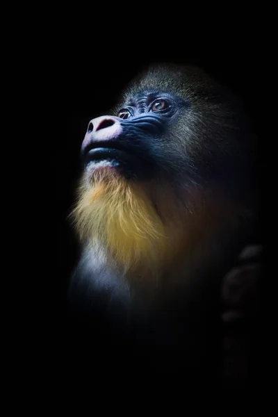 The pensive face of a madril monkey Rafiki  on a dark background