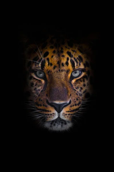 Regard brutal, mensonge léopard Amour, puissant chat bigarré regarde s — Photo