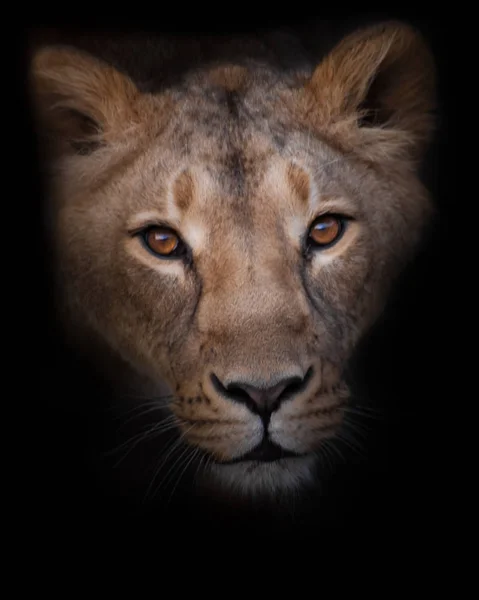 La leonessa ti guarda, il volto del Livitz e lo sguardo. Ho — Foto Stock