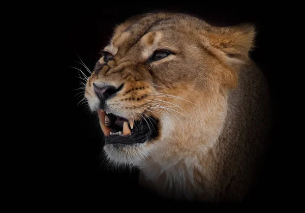 Lioness female growls muzzle close up. evil eyes and powerful fa — Stock Photo, Image