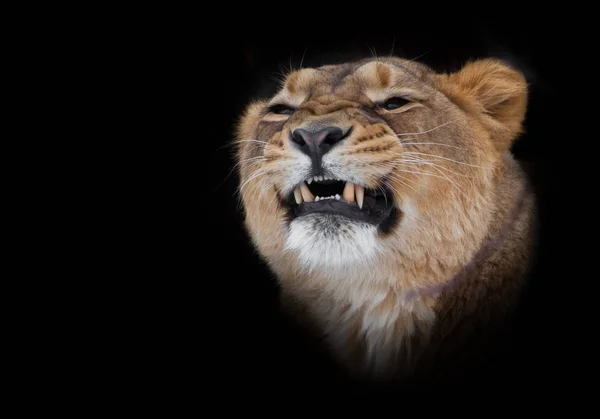 Могущественная львица рычит зубами, голова хищника крупным планом — стоковое фото