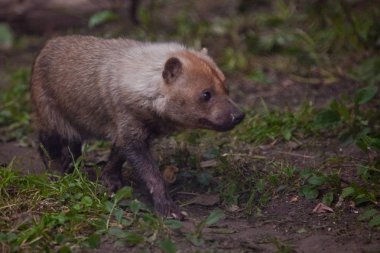 Orman çalılıkGüney Amerika küçük çalı köpek 