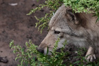 Baş (namlu) peeps dışarı closeup. she-wolf (dişi kurt) karşı