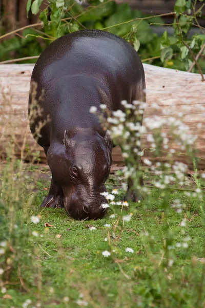 Grazes (come) sobre hierba verde. hipopótamo pigmeo (hippopotamus) es un c —  Fotos de Stock