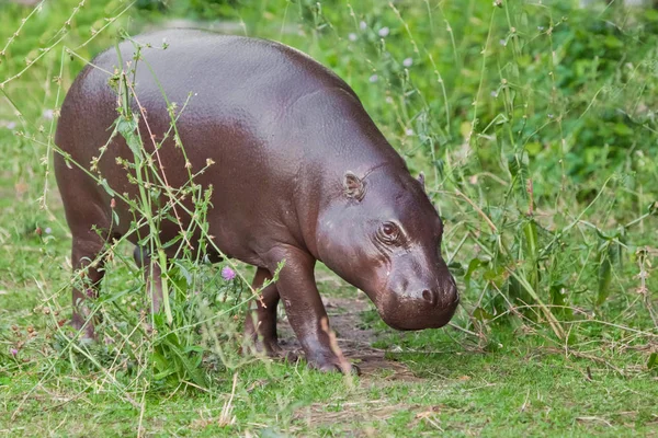 Skrudar (äter) på grönt gräs. dvärg flodhäst (Hippopotamus) är en c — Stockfoto