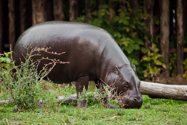 Hippo går på det gröna gräset. dvärg flodhäst (Hippopotamus) är en — Stockfoto