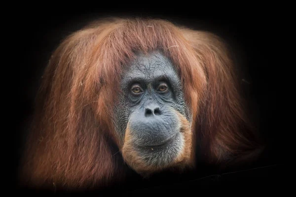 Ironia e ceticismo. Enfrente um orangotango esperto isolado no preto — Fotografia de Stock