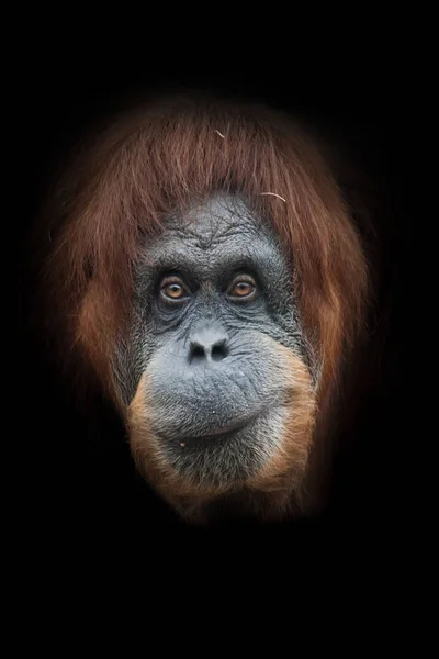 Zkušený a ironický úsměv. Tváří v tvář inteligentnímu orangutovi, izolovanému o — Stock fotografie