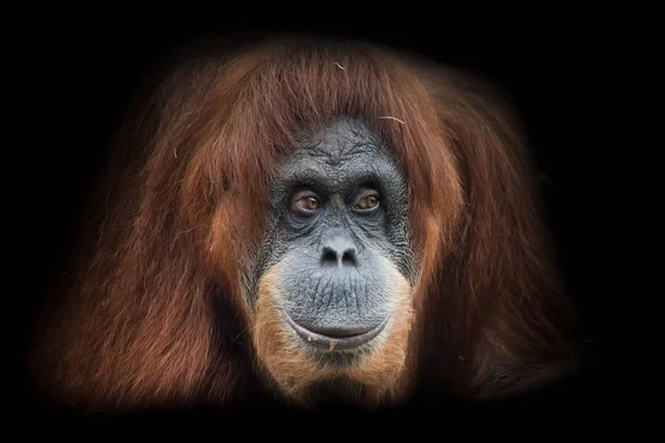 Žořici se tváří k inteligentnímu orangutana izolovanému na černé působivý — Stock fotografie