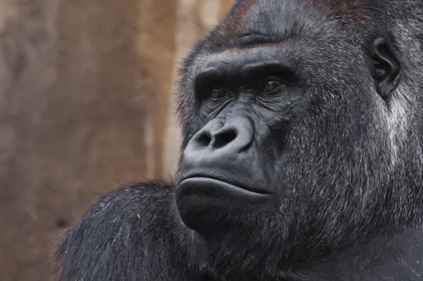 Porträtt kraftfull dominant manlig Gorilla stolt och allvarligt (en — Stockfoto