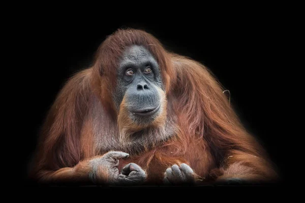 Jefe o presidente. Enfréntate a un orangután inteligente aislado en la espalda negra —  Fotos de Stock