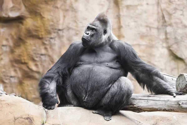 Puissant gorille mâle dominant se trouve sur un fond de pierres un — Photo