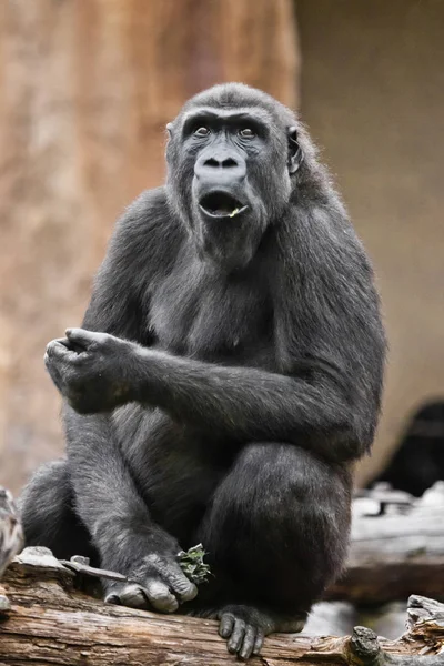 Gorila hembra muy sorprendido abrió la boca, conmoción de lo que — Foto de Stock