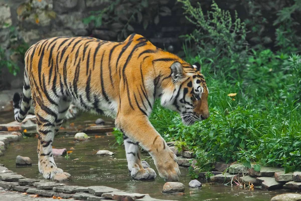 A beautiful tiger, a large predatory cat on the background of a — Stock Photo, Image