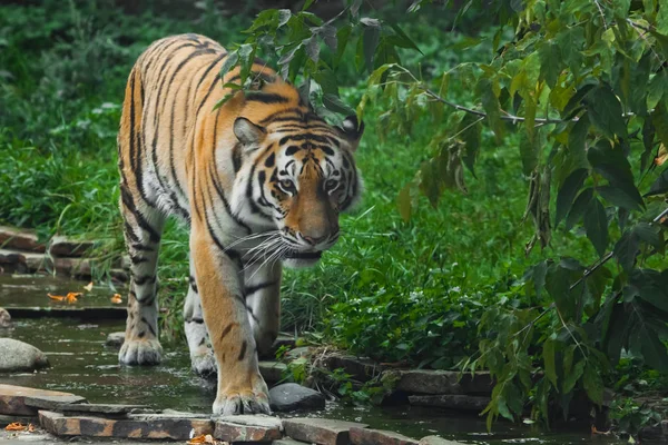 Um tigre bonito, um grande gato predatório no fundo de um — Fotografia de Stock