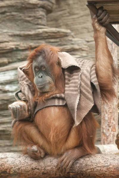 Ubrania Peleryna Inteligentnego Orangutana Samicy Podobnej Wędrowca — Zdjęcie stockowe