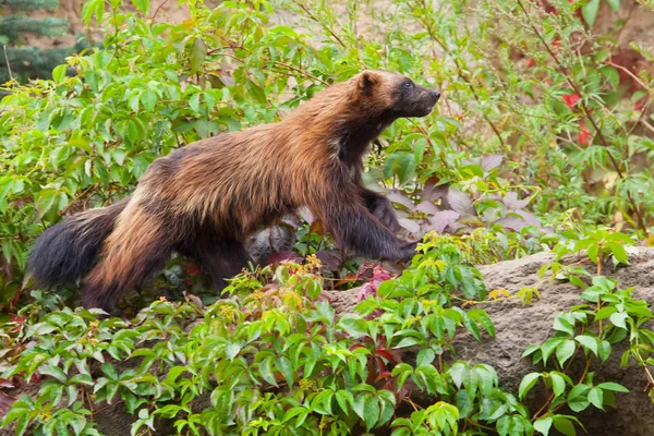 Ágil Red-Headed Wolverine (peles de verão) corre ao longo do th verde — Fotografia de Stock