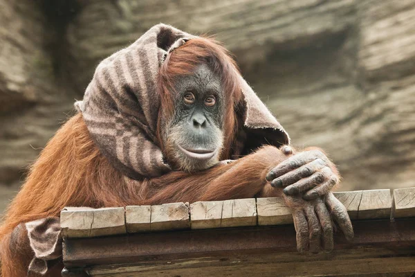 Die Kleidung Umhang Eines Smarten Orang Utans Eines Weibchens Das — Stockfoto