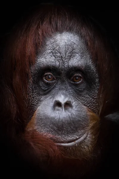 Flegmatica faccia triste orangutan — Foto Stock