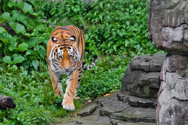 Mooie fel rode tijger wandelingen door struikgewas van heldere g — Stockfoto
