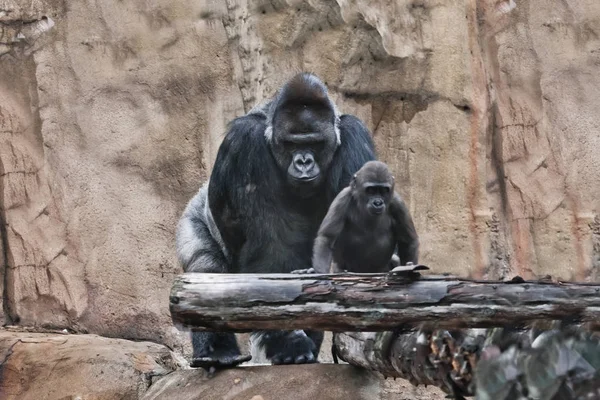 Erős hím gorilla és-a ravasz kicsi fiú, egy jelkép-ból fathe — Stock Fotó