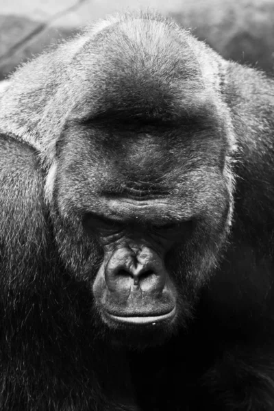 Huge powerful male gorilla, F black and white photo symbol of p — Stock Photo, Image