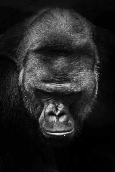 巨大的强大的雄性大猩猩，F黑白照片符号p — 图库照片