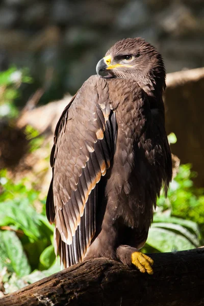 Gran águila estepa se sienta maravillosamente consagrado por el sol, un p — Foto de Stock