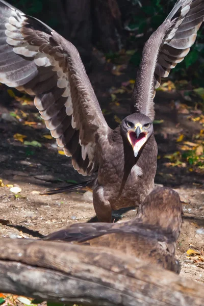 Conflict (fight)  of eagles, angry steppe eagle widely opens its — Stock Photo, Image