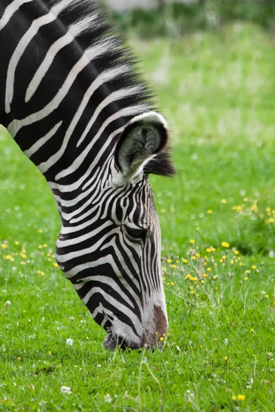 Zebra pasta na grama verde-clara, um cavalo listrado gordo Peppy — Fotografia de Stock