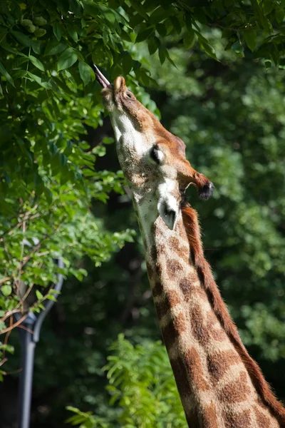 Giraffehalsausschnitt nah, das Tier tummelt sich mit saftigem Grinsen — Stockfoto
