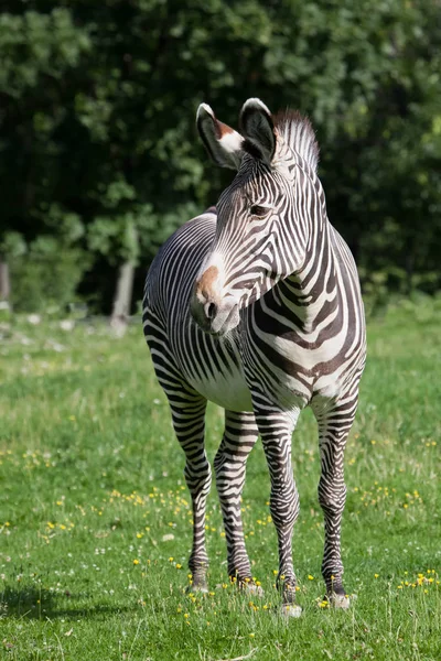 Zebra grast auf hellgrünem Gras, ein peppy plump gestreiftes Pferd — Stockfoto