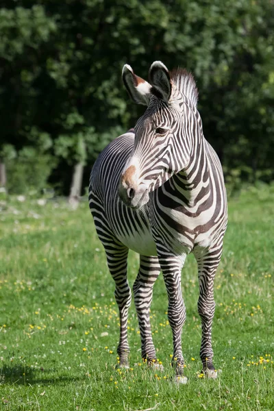 Cebra pasta en hierba verde brillante, un caballo regordete de rayas peppy —  Fotos de Stock