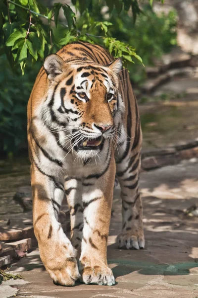 Tigre está caminando, un gato grande de pelo rojo brillante sobre un fondo o — Foto de Stock