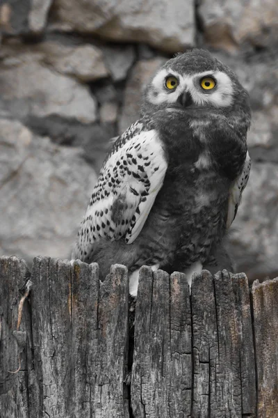 Polar owl chick with large yellow eyes sits on a stump, the natu — Stock Photo, Image